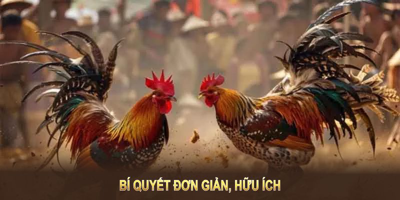 Đá gà cựa sắt tại BET88 hiệu quả với những bí quyết đơn giản, hữu ích