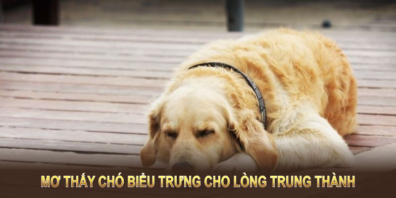 Mơ thấy chó biểu trưng cho lòng trung thành, sự bảo vệ và các quan hệ cá nhân