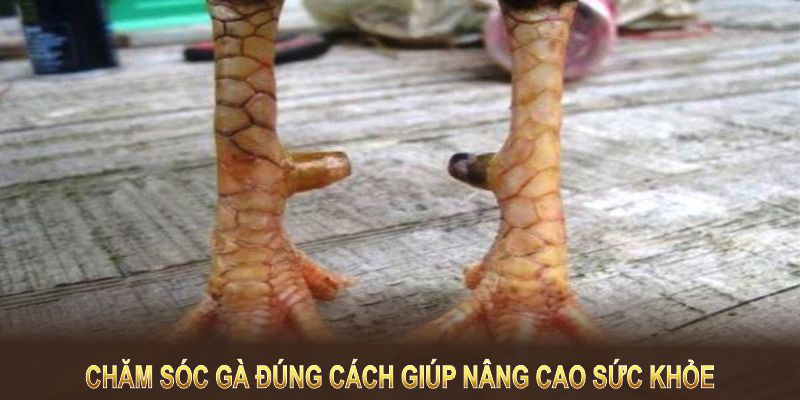 Chăm sóc gà đúng cách giúp nâng cao sức khỏe và hiệu suất chiến đấu